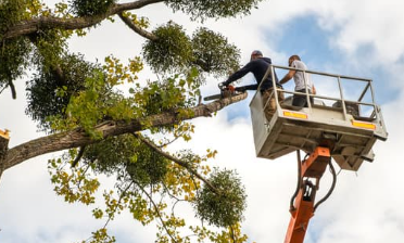 tree removal size effect on work in billings