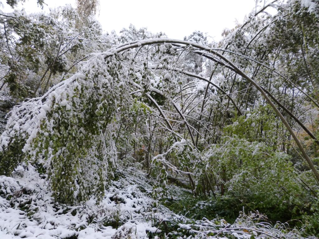 winter damage on trees in billings