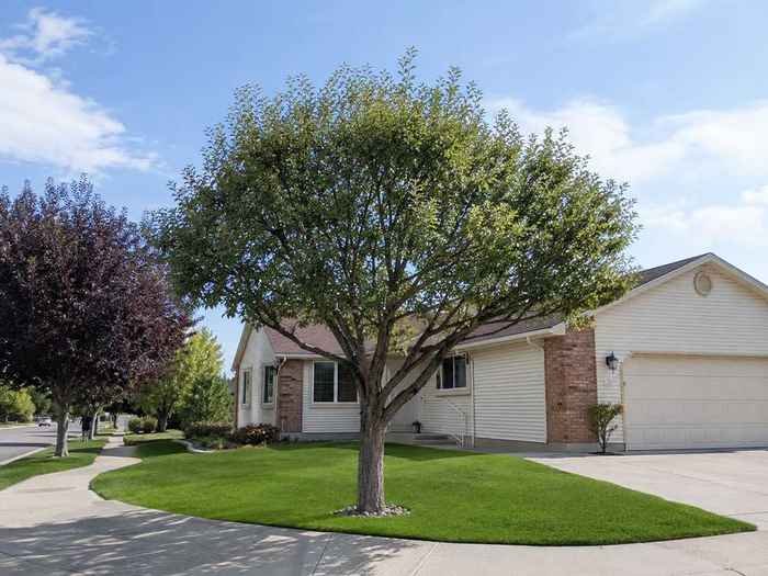 Tree after professional trimming and pruning in Billings, MT