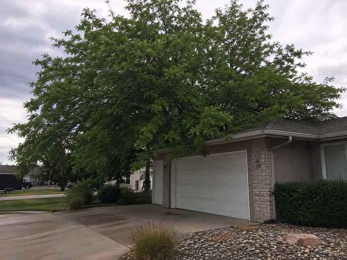 Overgrown tree before trimming in Billings, MT