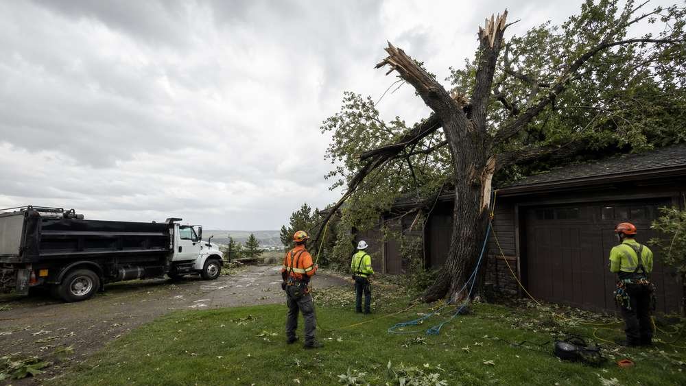 Hazardous damaged tree being removed in Billings, MT