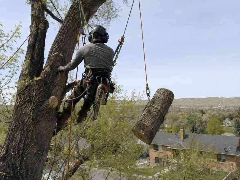 Tree service in Laurel, MT
