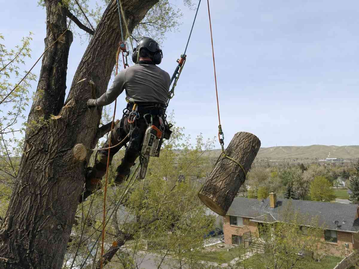 Tree service in Laurel, MT