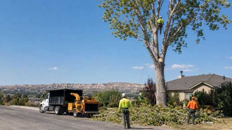 Professional tree removal crew working on a tree service job in Billings, MT