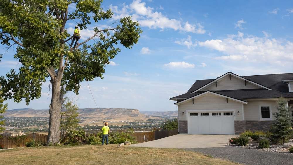 Residential tree pruning in progress in Billings, MT