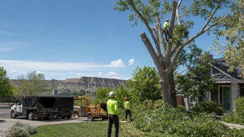 Tree service crew working on a residential property in Billings, MT