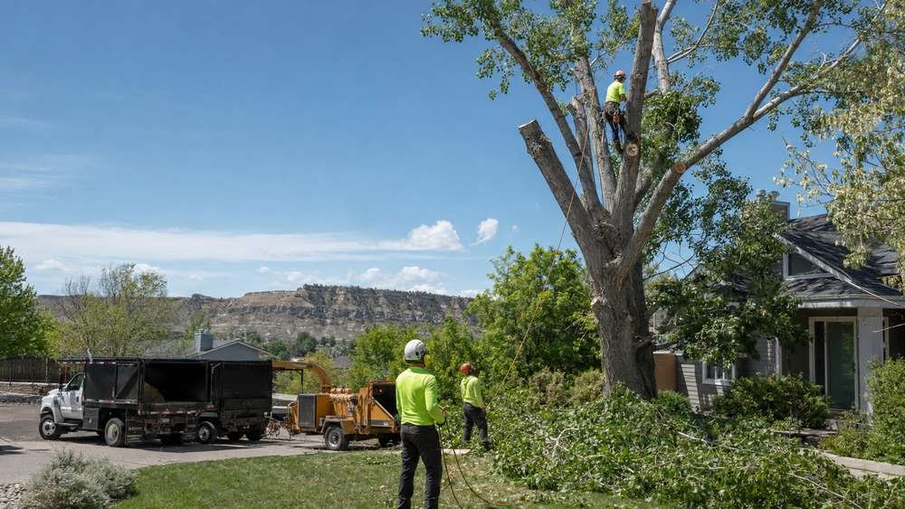 Residential tree removal service in Billings, MT