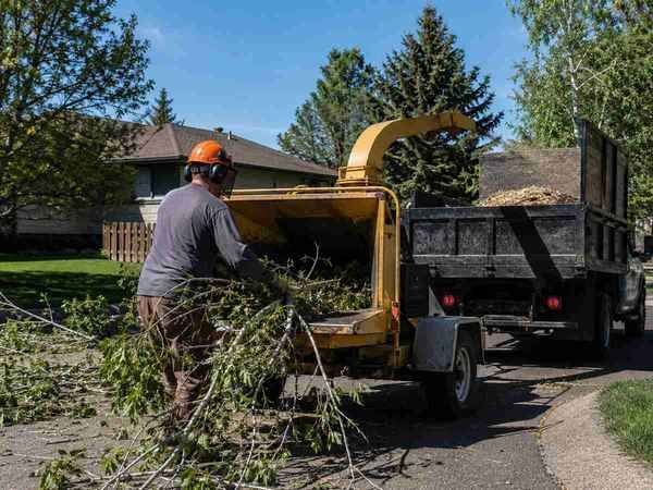 Tree service in Shepherd, MT