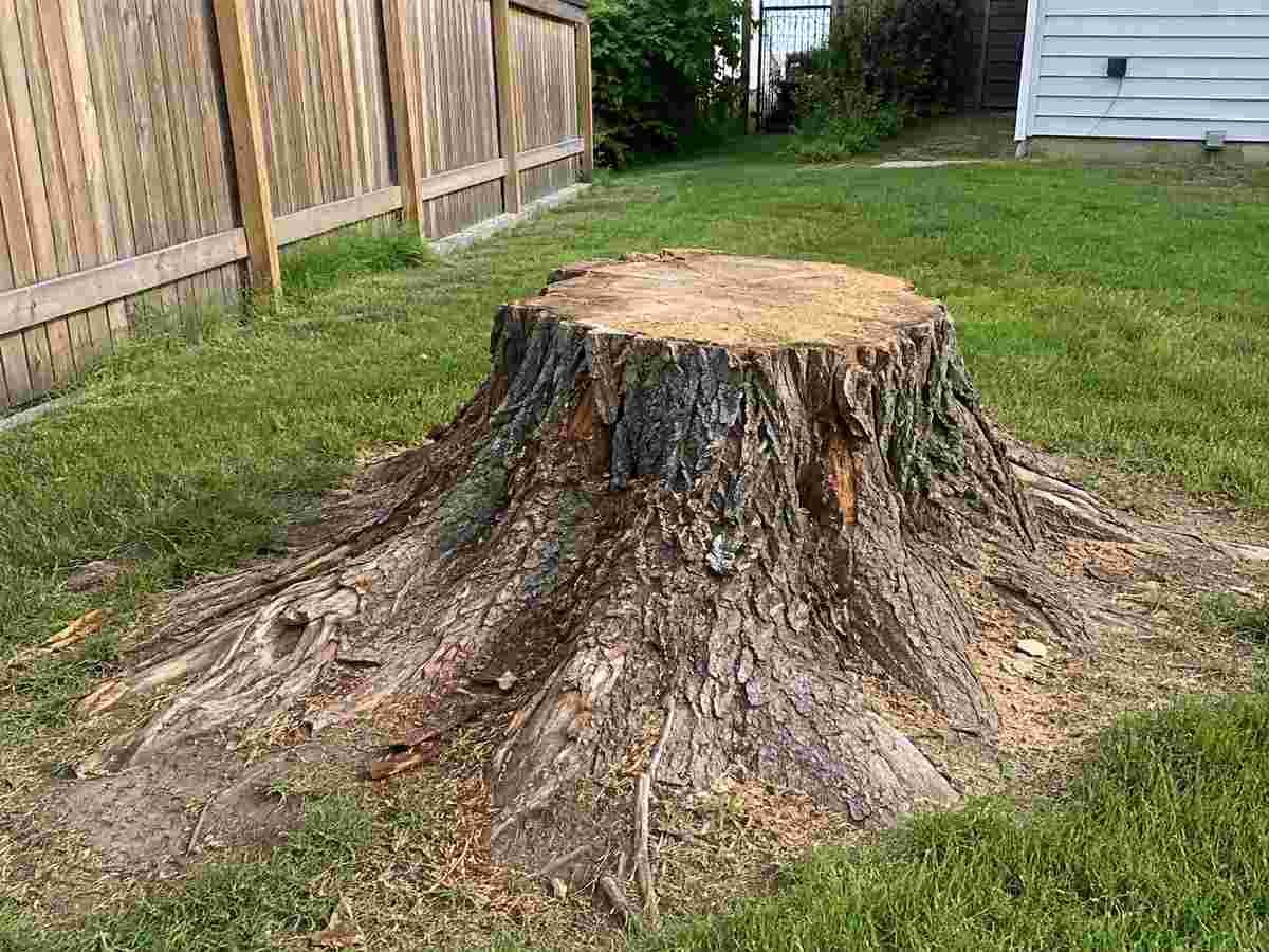 Tree stump before grinding in Billings, MT