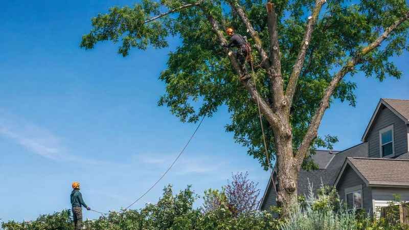 Arborist performing tree trimming in Billings, MT