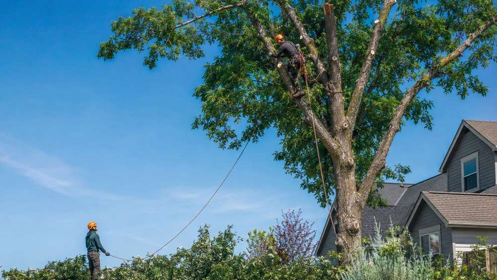 Arborist trimming a tree branch in Billings, MT